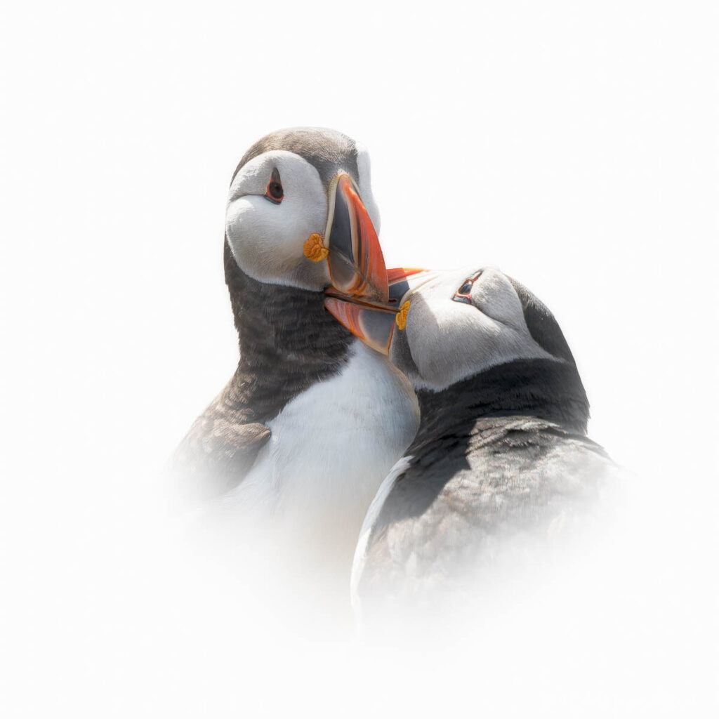 Farne Island Northumberland England